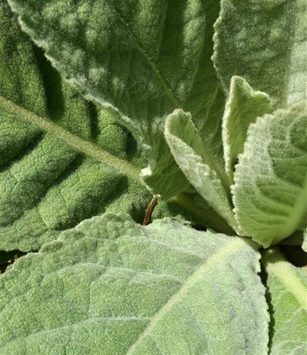 Herb - Mullein leaves