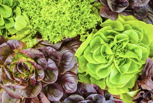 Lettuce, red head