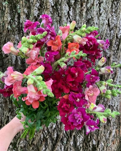 Farmer's Bunch - 'Madame Butterfly Mix'