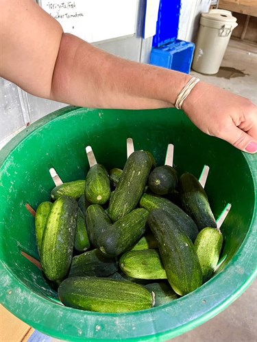 Cucumber